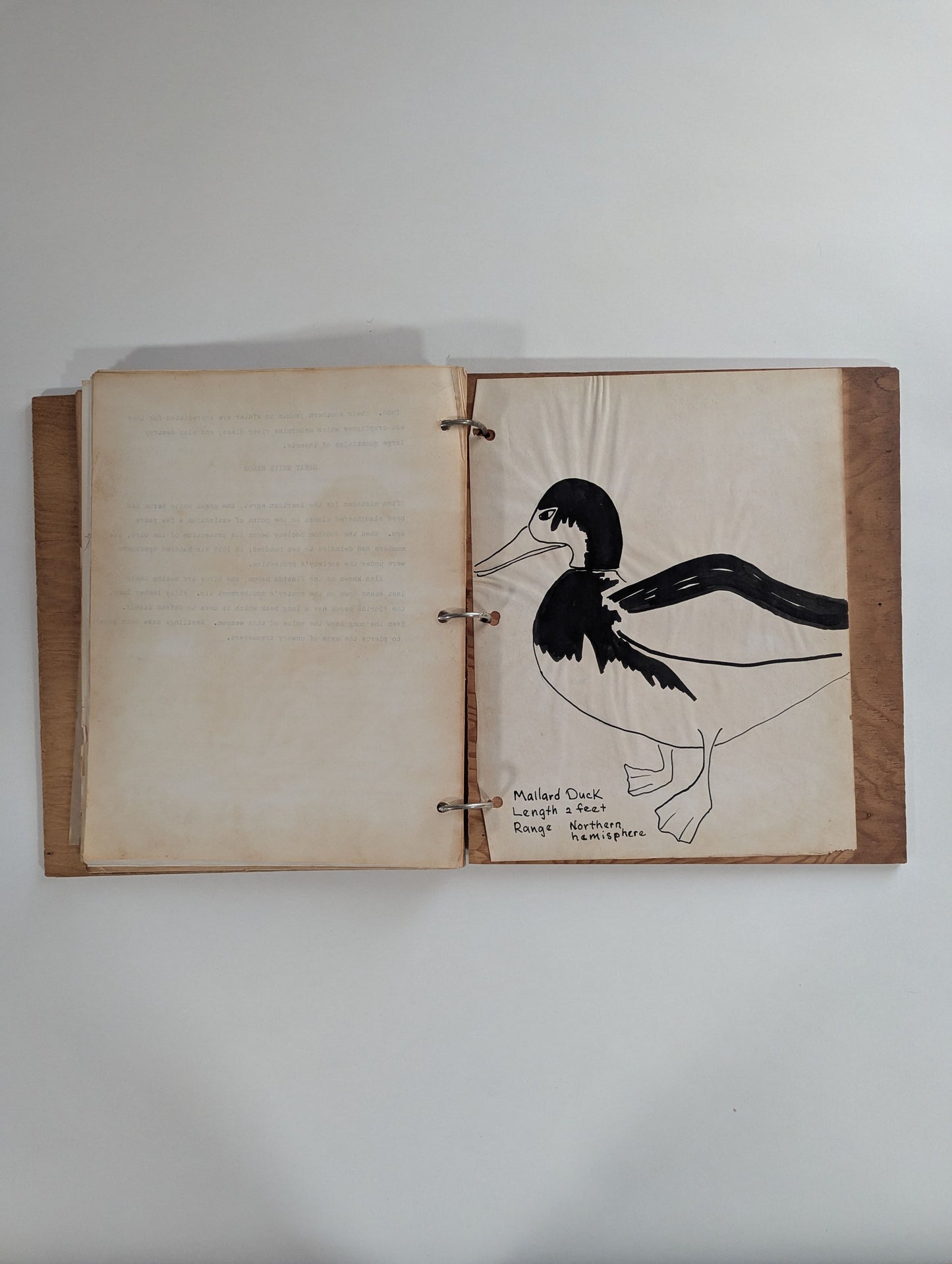 American Wild Life [Jo Sartz]