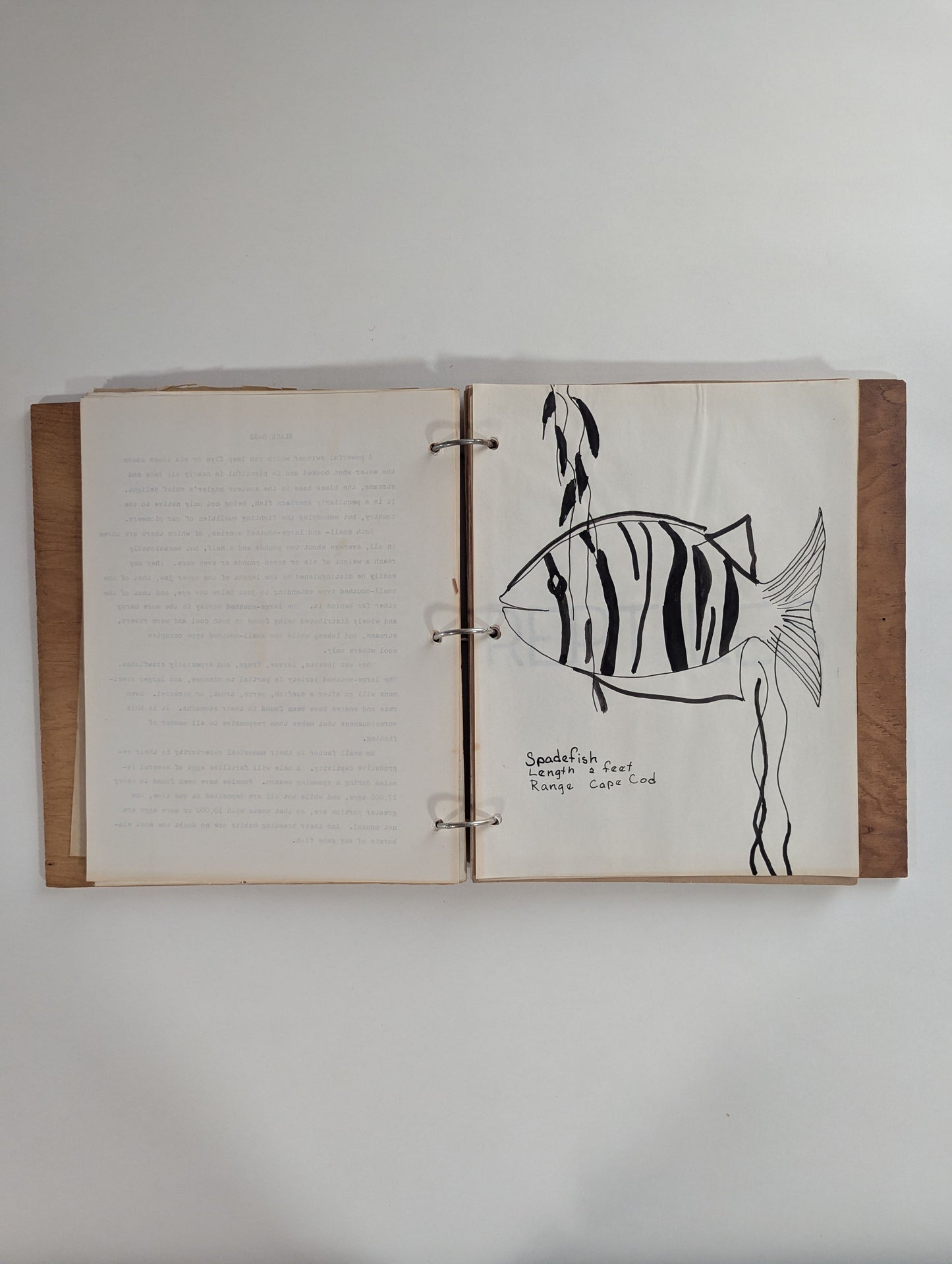 American Wild Life [Jo Sartz]